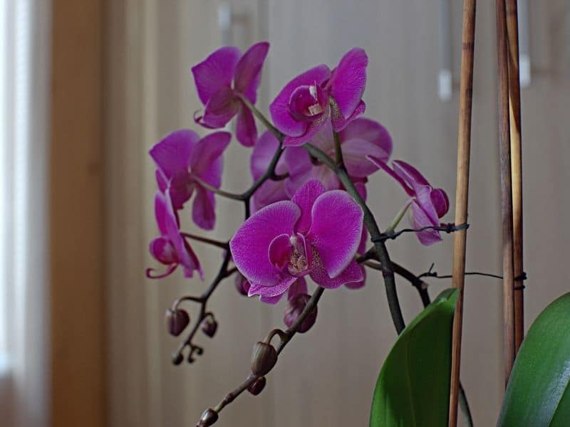 purple moth orchid