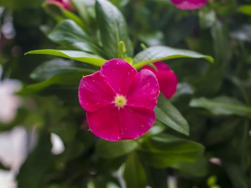 Amazing Meaning And Symbolism Of Periwinkle Flower And Color Florgeous