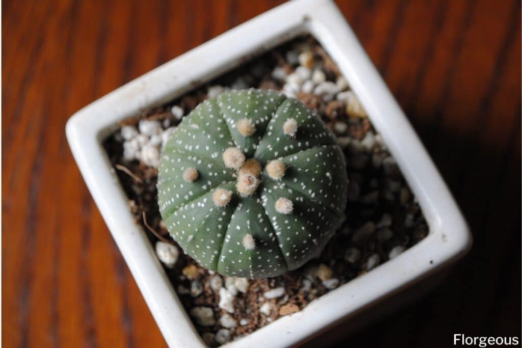 sand dollar cactus