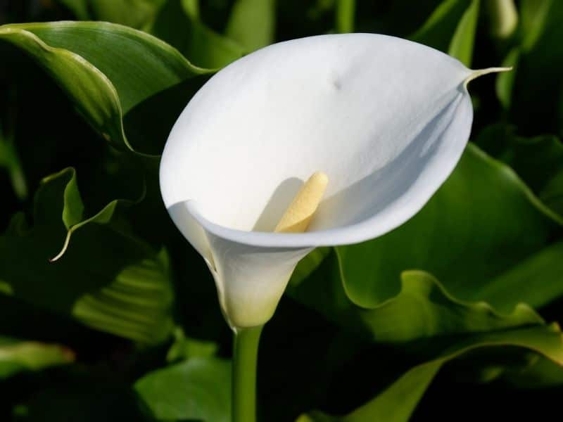 semi water white calla lily