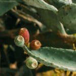 spineless prickly pear