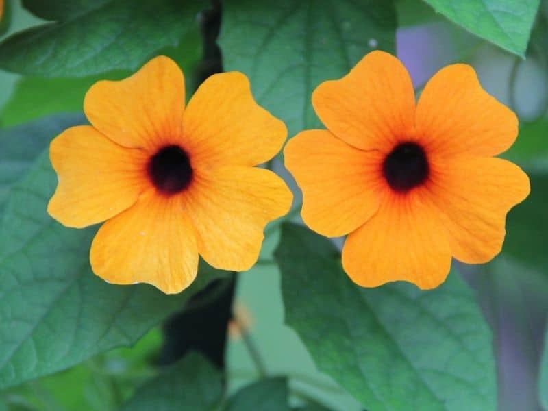 Black-Eyed Susan Vine (Thunbergia alata): How to Grow and ...