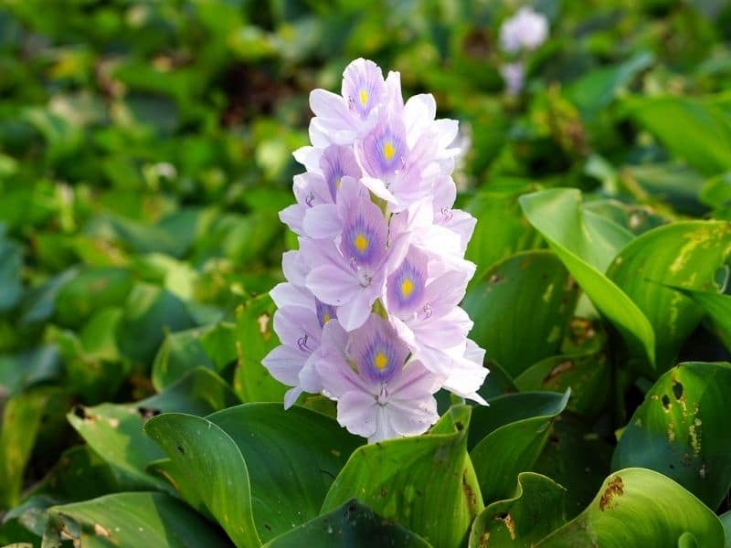 water hyacinths