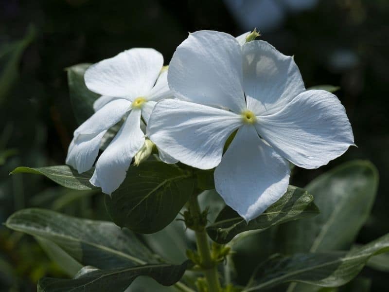 white periwinkle