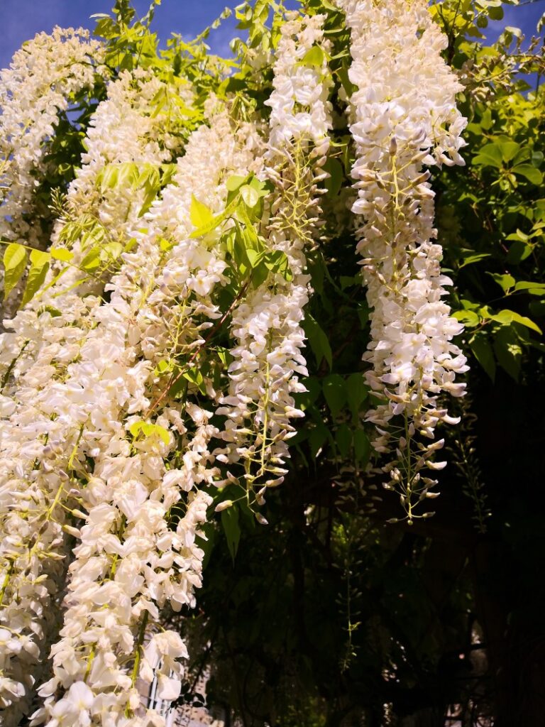 white wisteria
