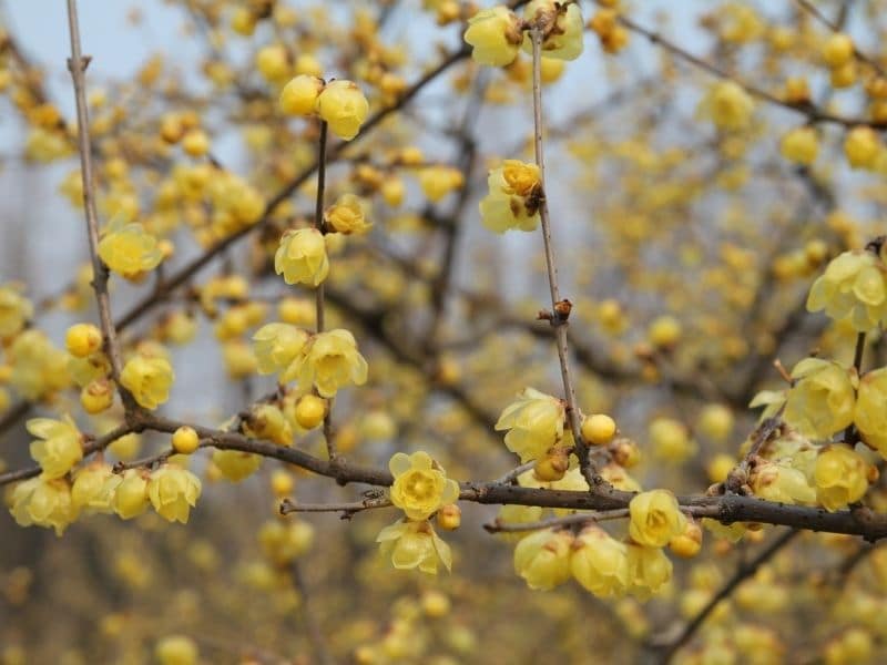 wintersweet field of flowers