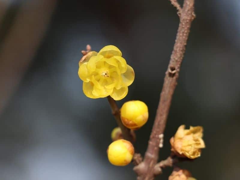 wintersweet flower and buds