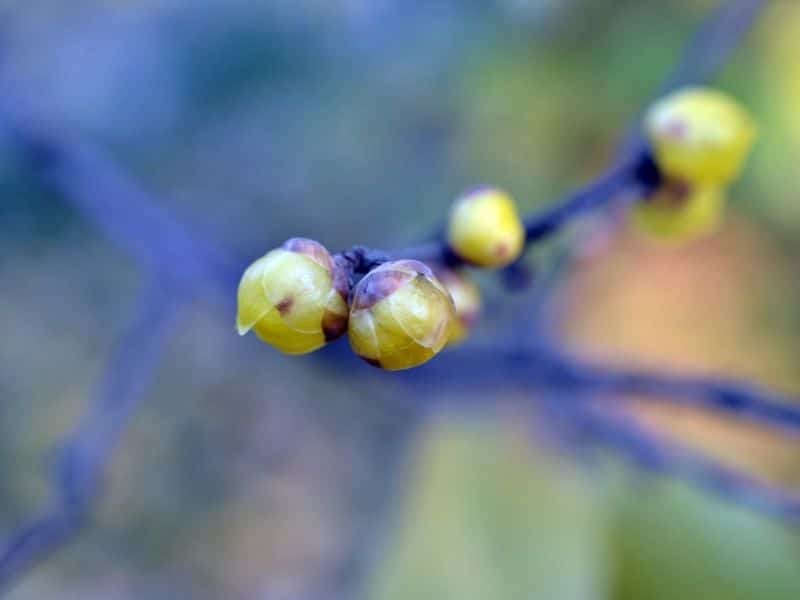 wintersweet flower buds