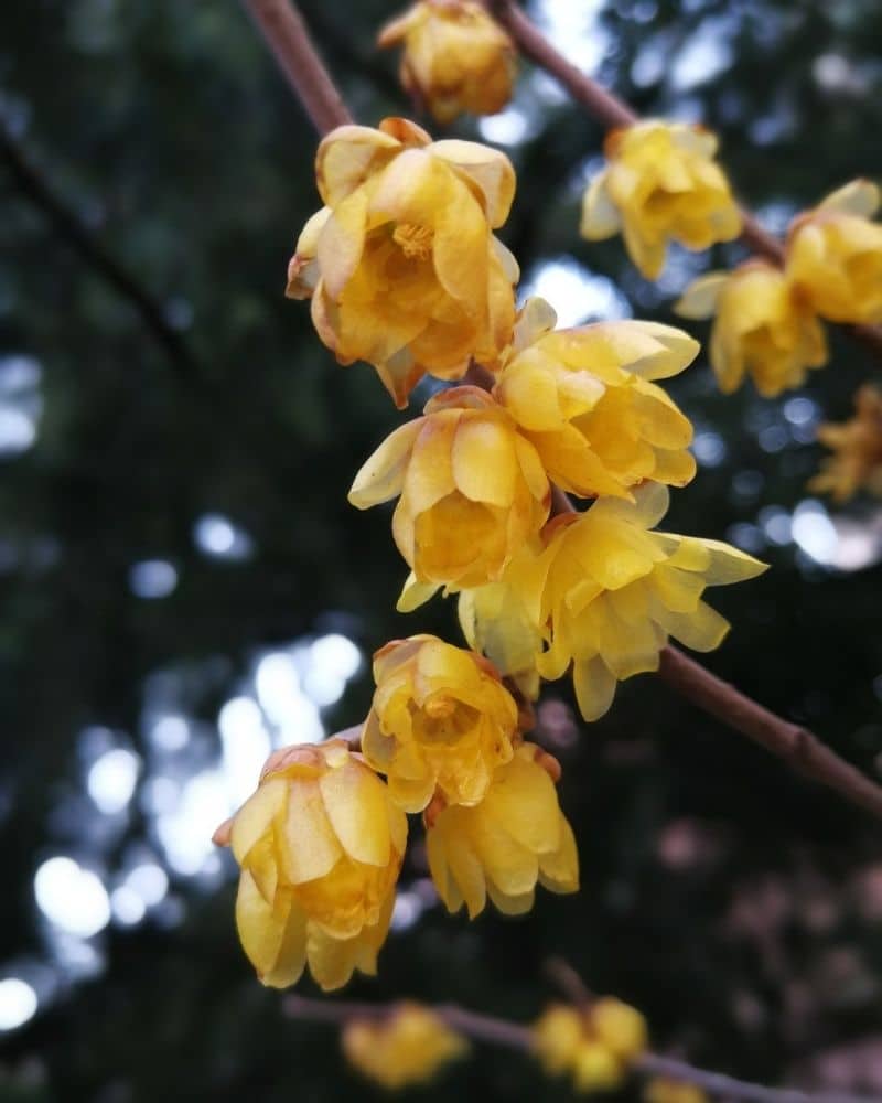 wintersweet flowers