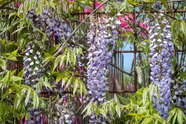 How to Identify, Grow, and Care for Wisteria Vines