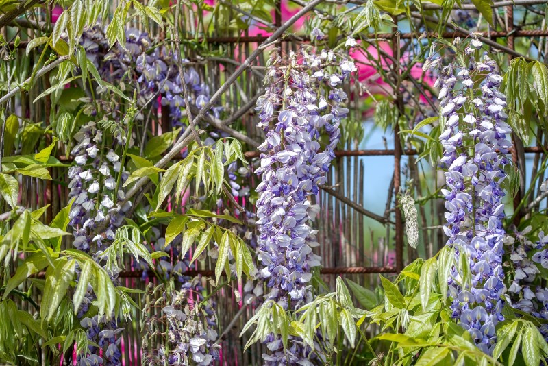 wisteria climbing vine