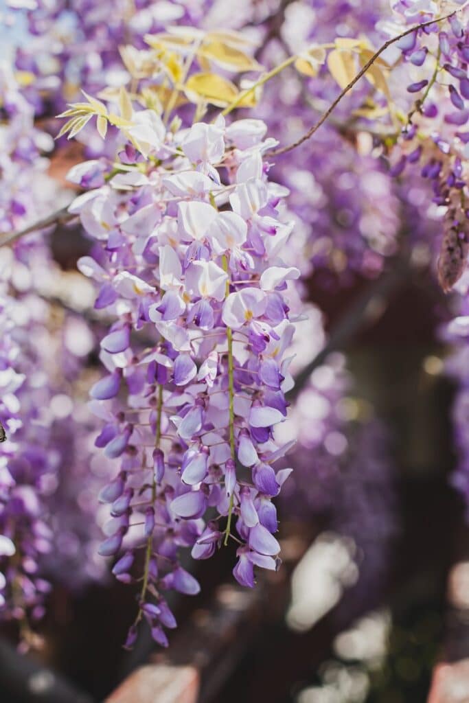 wisteria flower