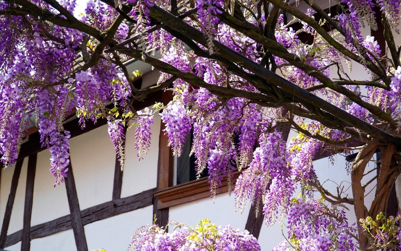 wisteria plant