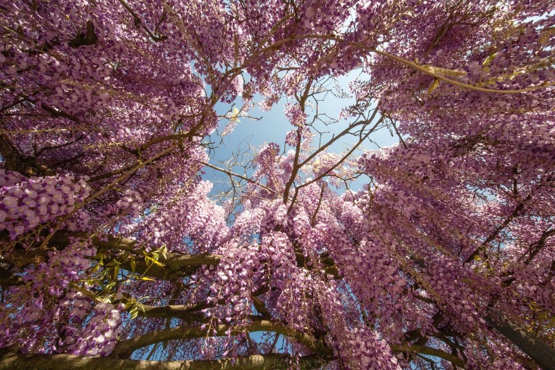 wisteria tree