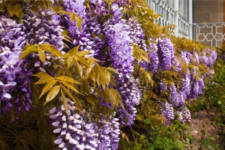 How to Identify, Grow, and Care for Wisteria Vines