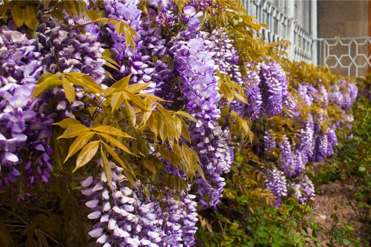 Wisteria Tree Types, How to Grow and Care for This Vine   Florgeous