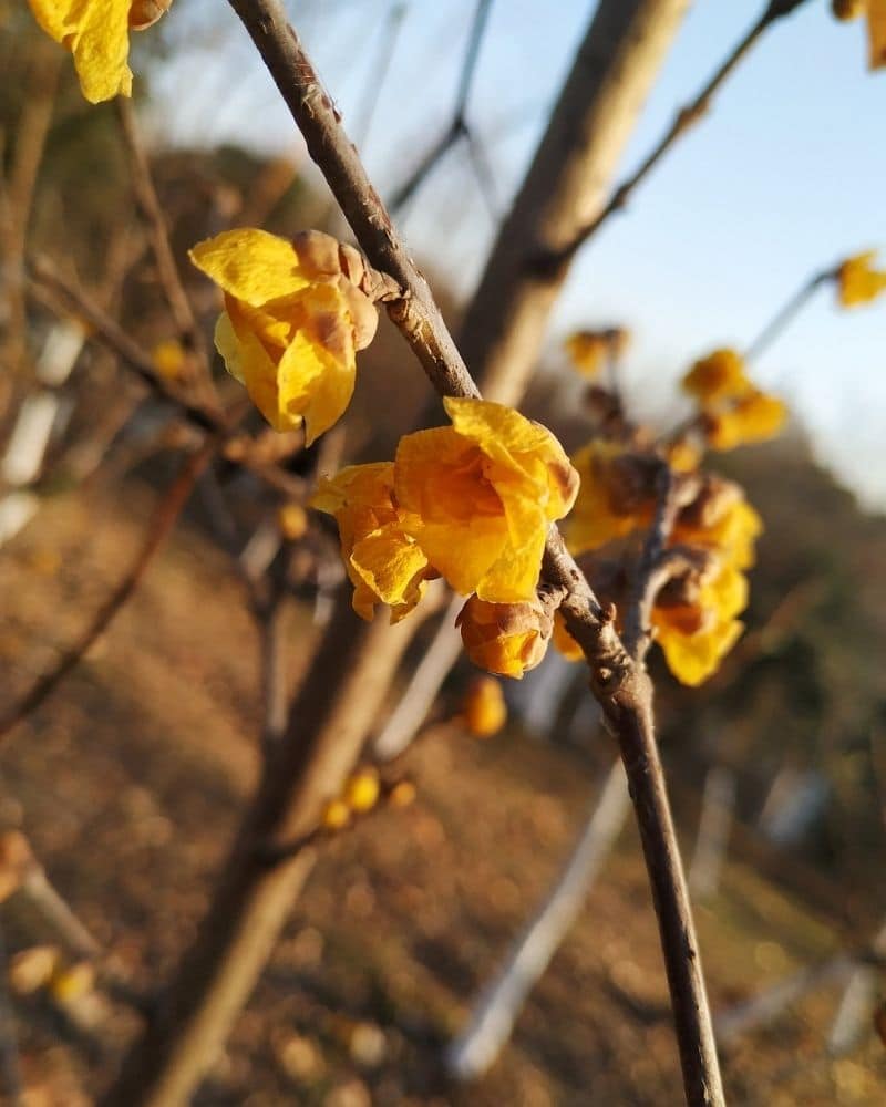 yellow wintersweet flowers