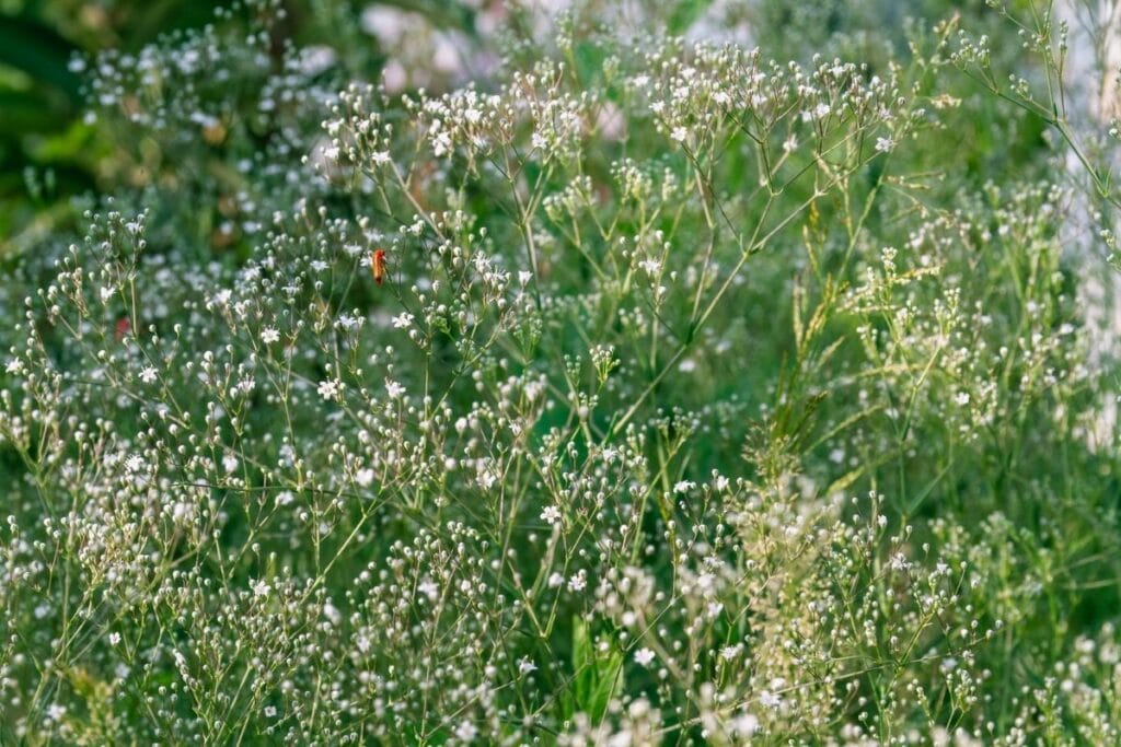 baby's breath flower meaning