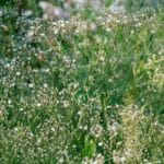 baby's breath flower meaning