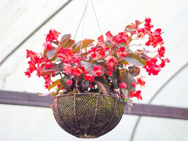 begonia pot hanging