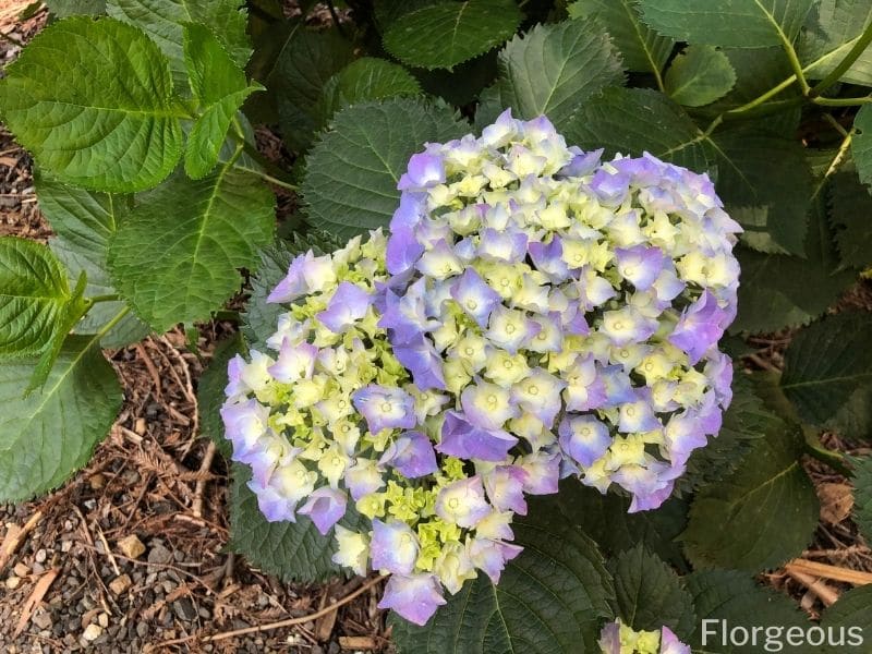 blue hydrangea flowers