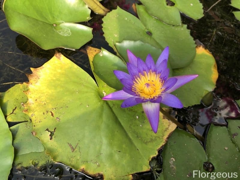 blue waterlily