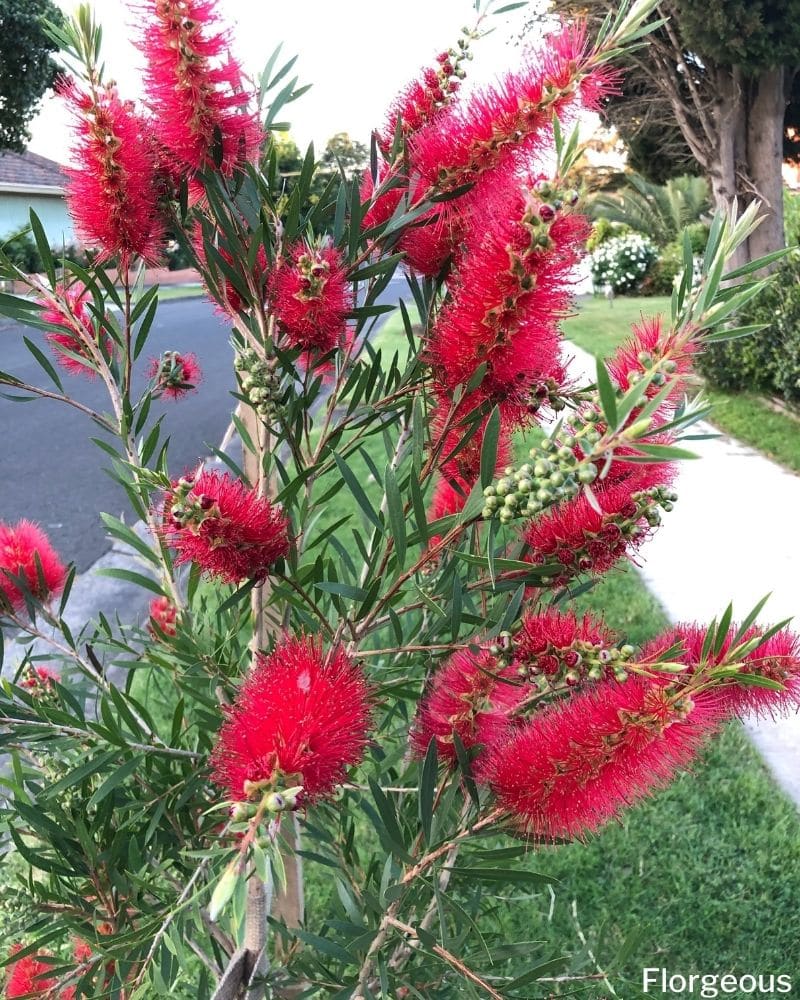 bottle brush bush