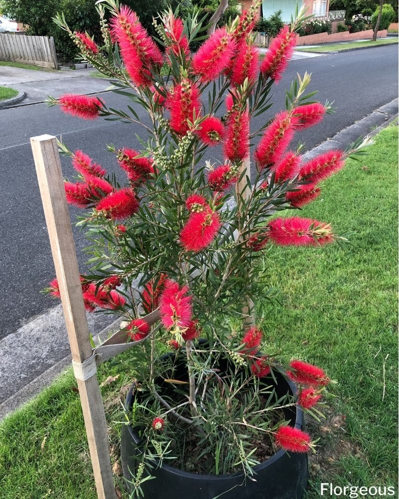 bottle brush tree care