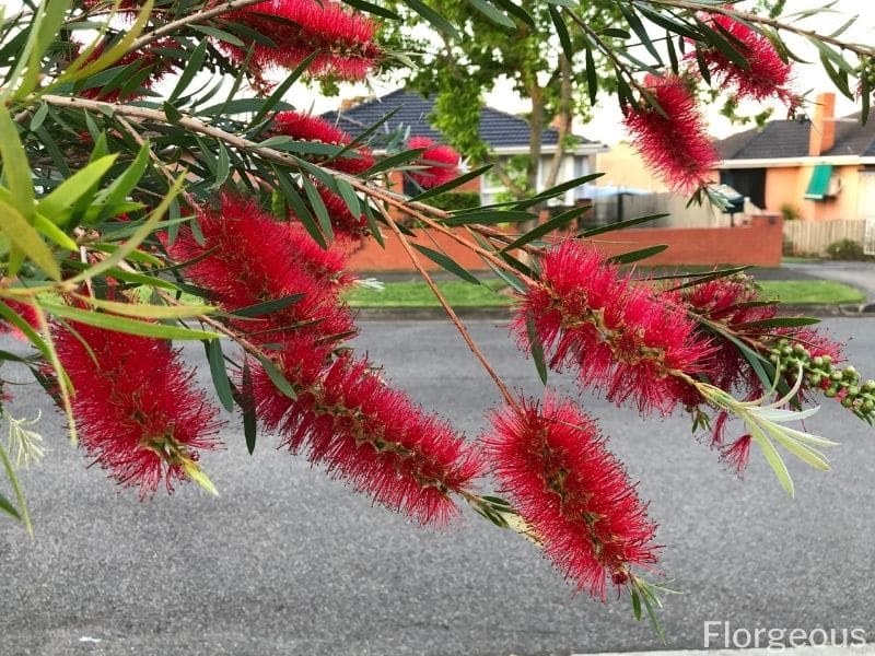 bottlebrush flower