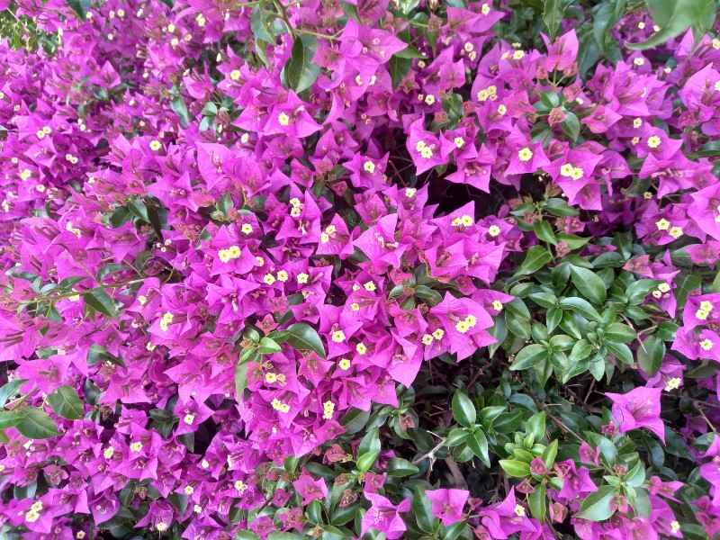 bougainvillea bush