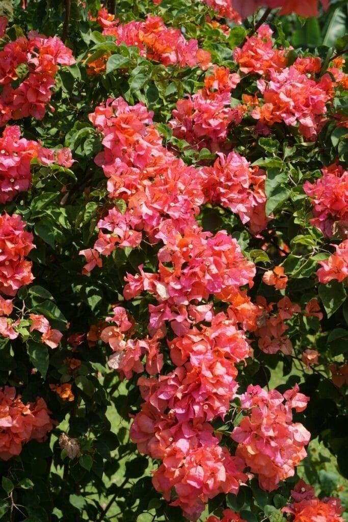 bougainvillea flower