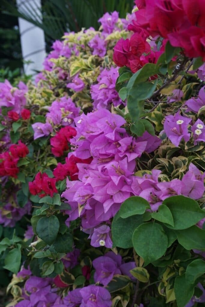 bougainvillea plant