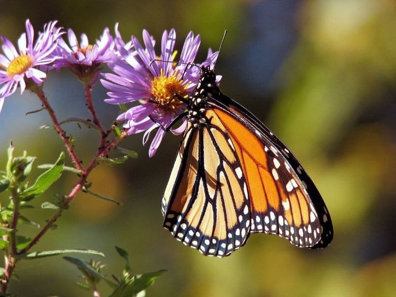 butterfly in aster flower