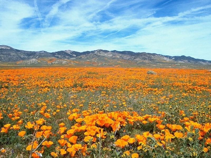 california poppy