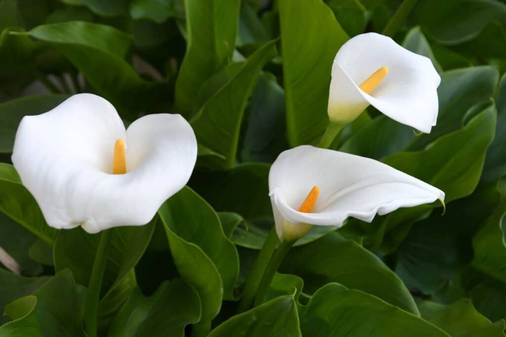 calla lily meaning
