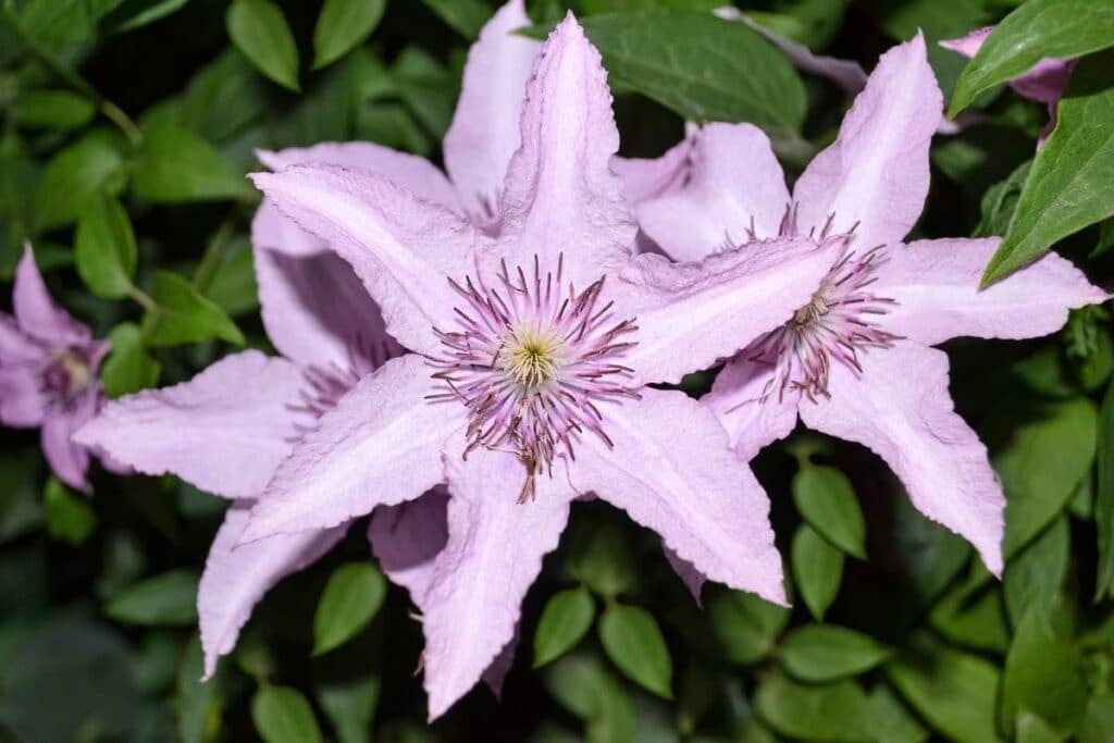 clematis care