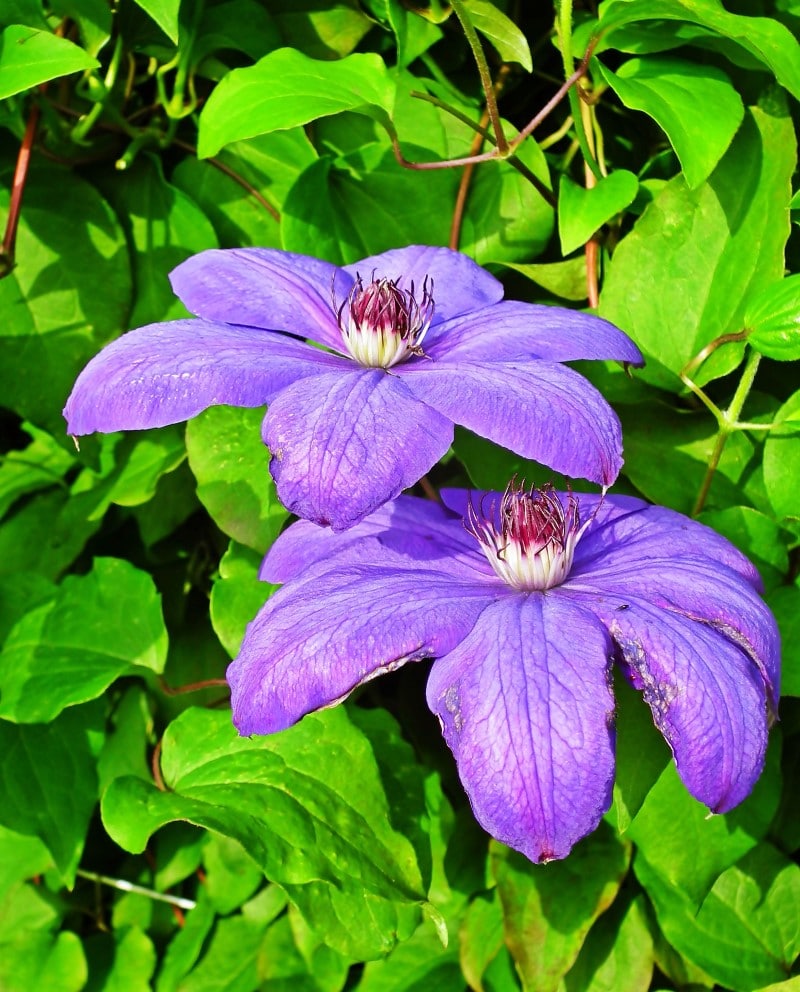 clematis plant