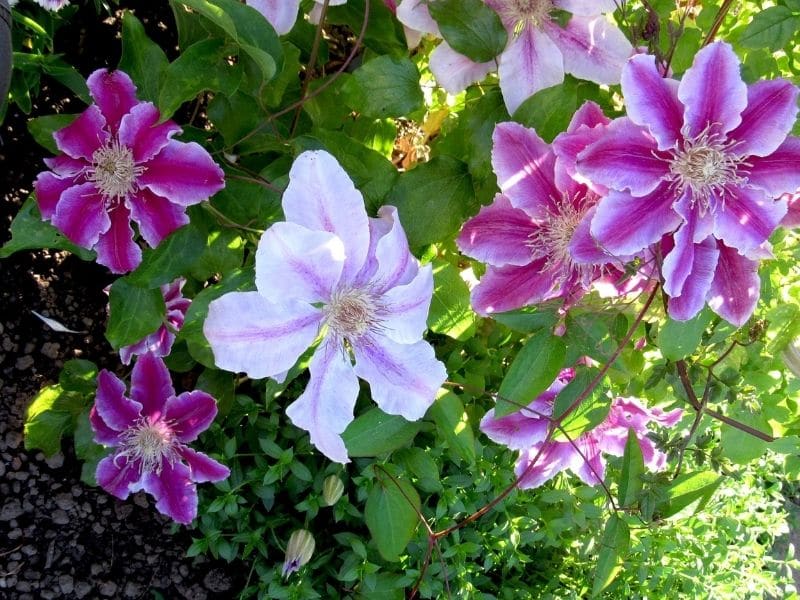 clematis varieties