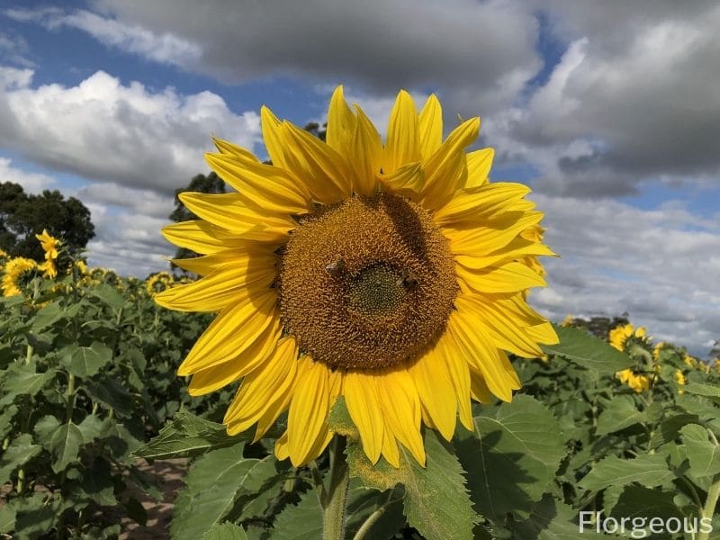 common sunflower