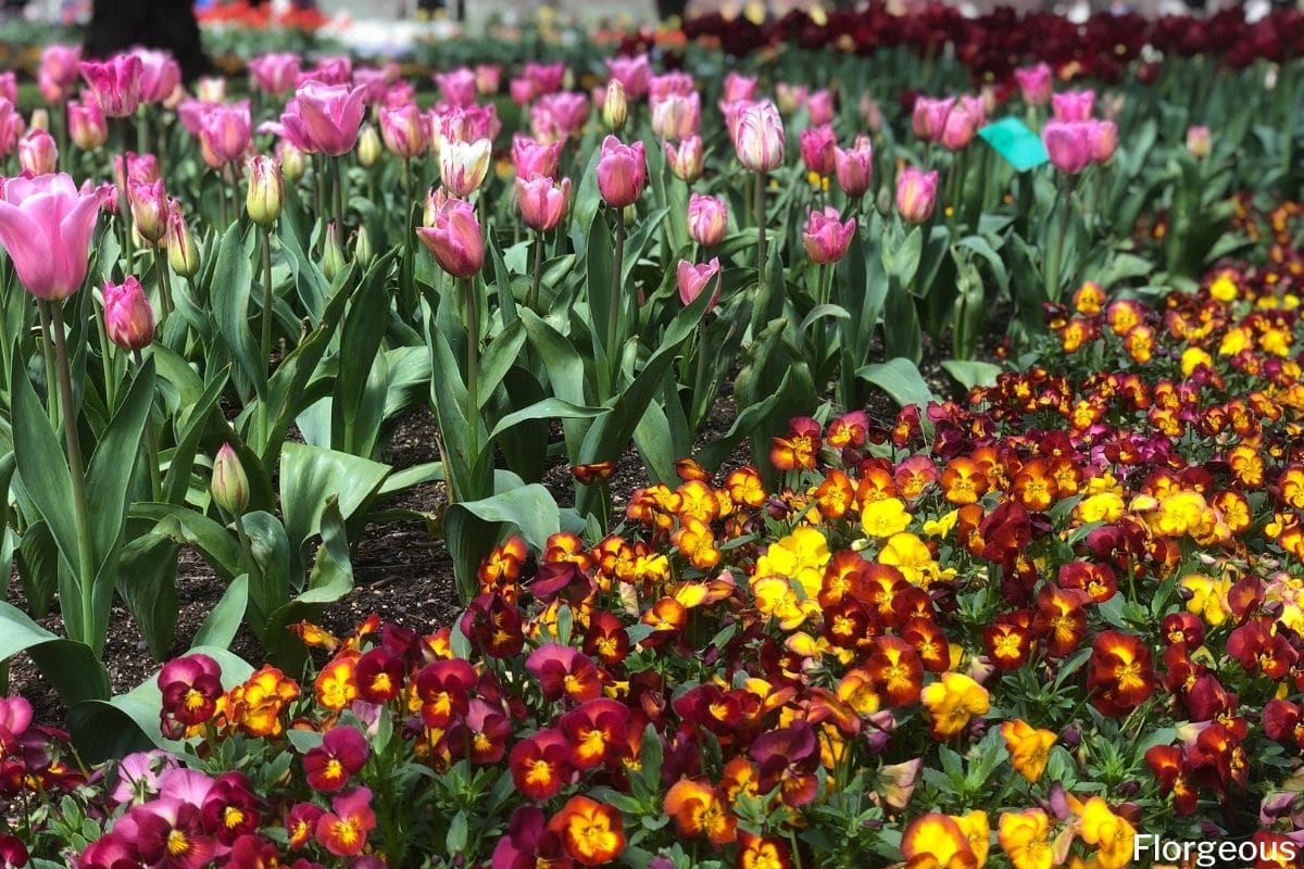 companion plants for tulips: thriving together!