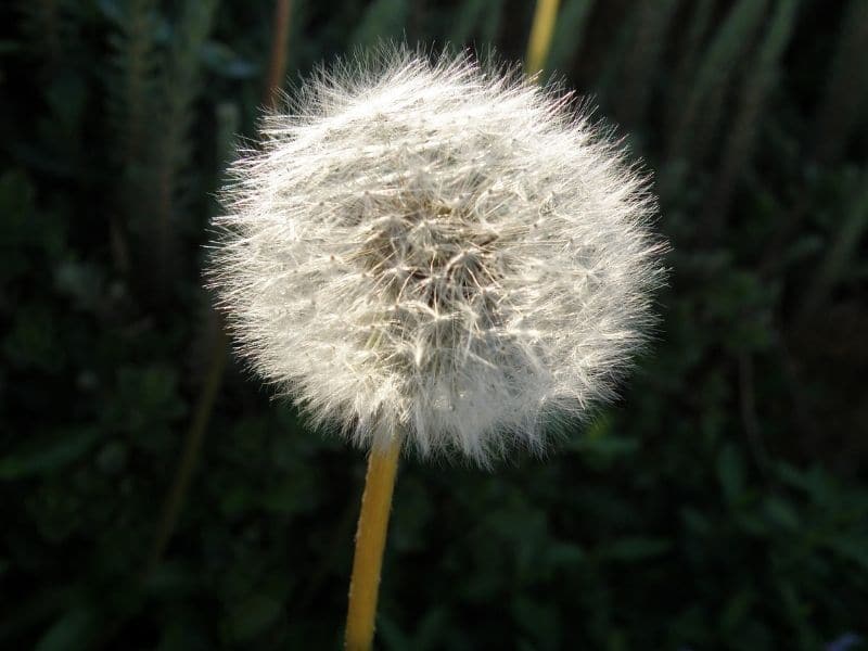 dandelion seeds