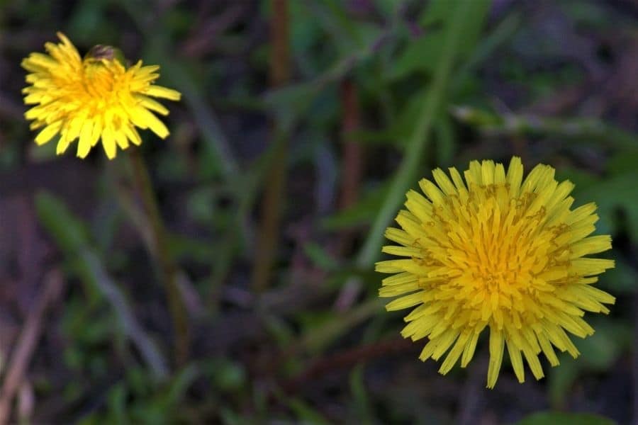 dandelion symbolism