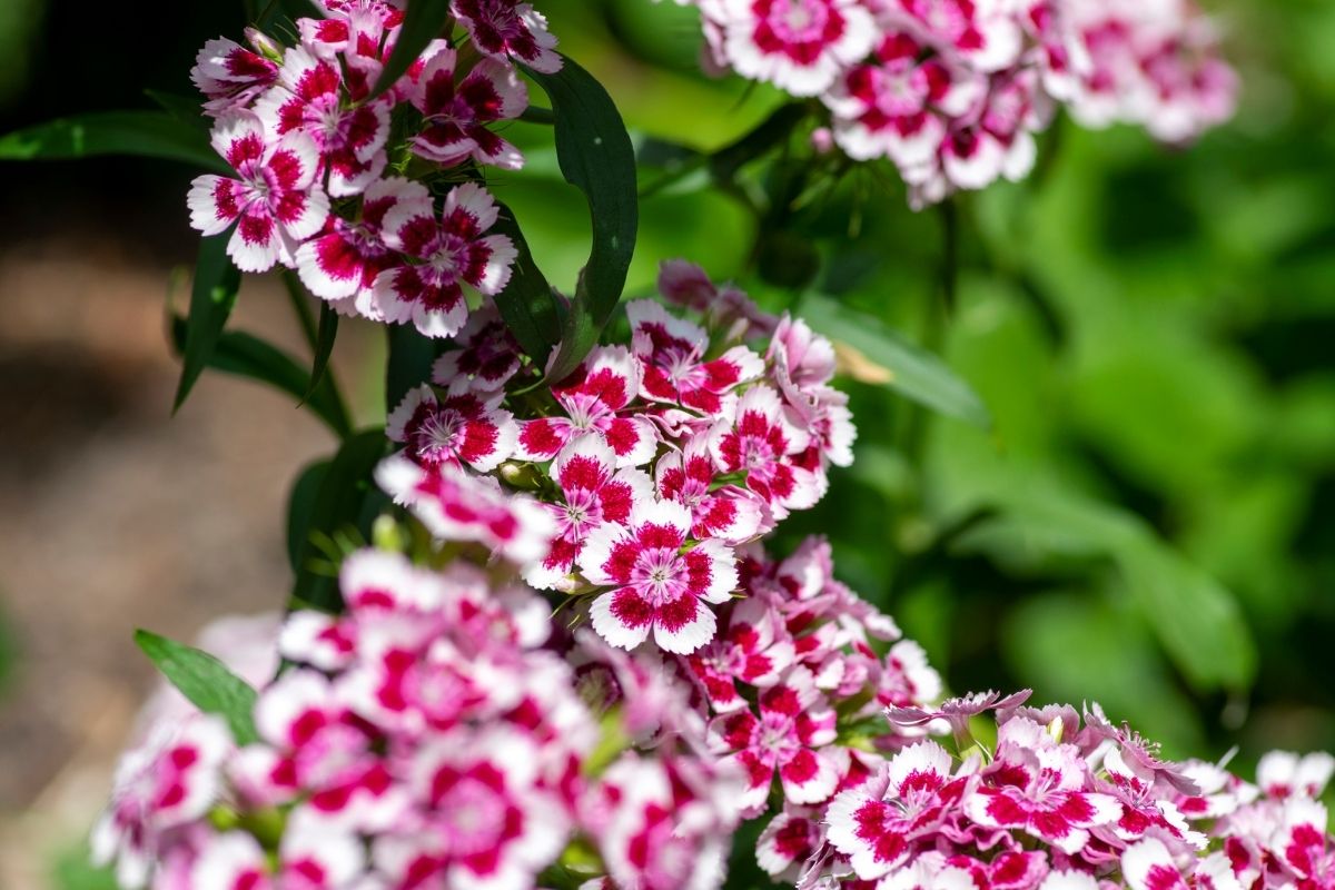 Amazing Meaning And Symbolism Of Dianthus Flower And Tattoo Florgeous