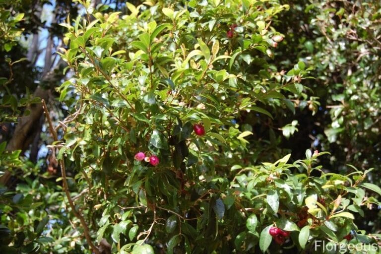 How To Grow the Eugenia Plant (Syzygium paniculatum) | Florgeous