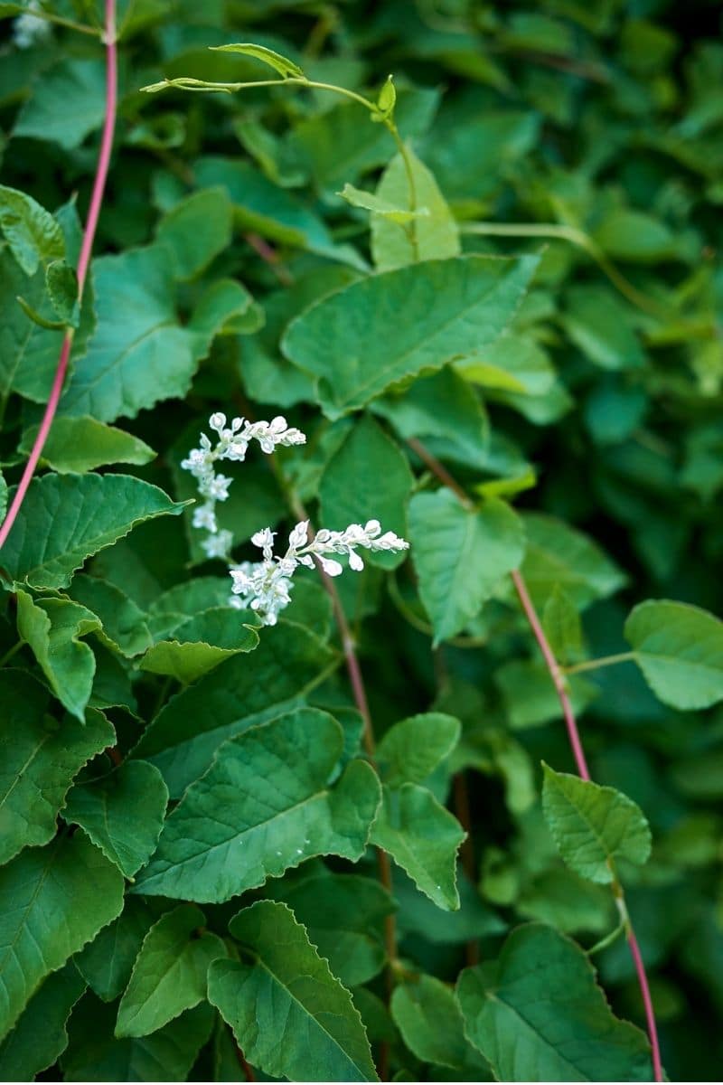 Fallopia baldschuanica