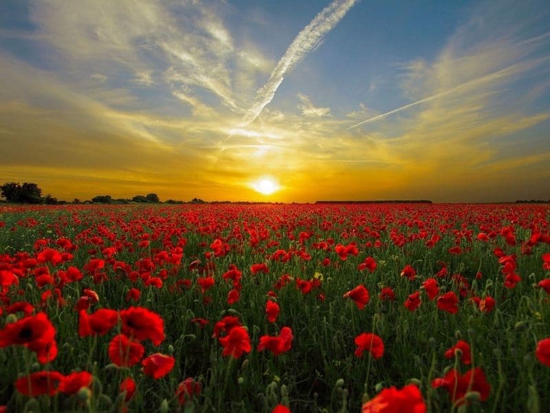 field of red poppies