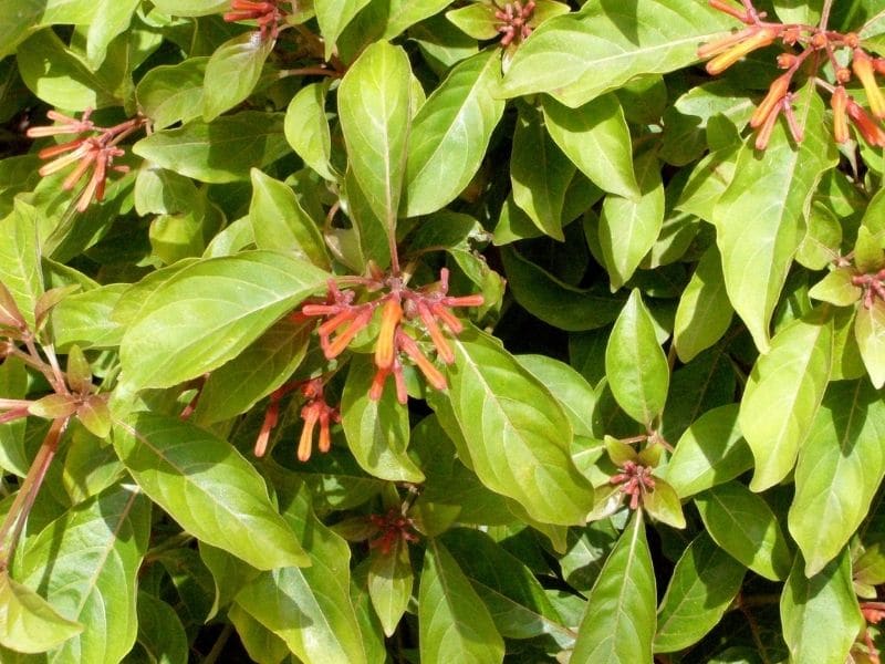 firebush plant