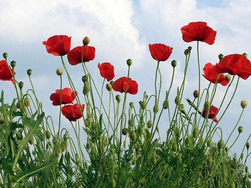 How To Grow and Care for Poppy Flower | Florgeous