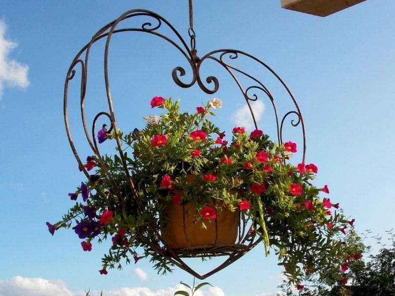flowers in hanging basket