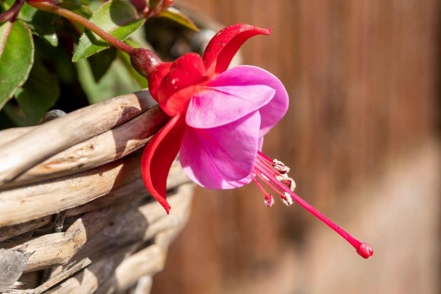 fuchsia flower hanging basket
